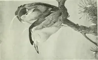 An illustration from Studio international (1893)