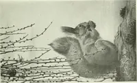 An illustration from Studio international (1893)