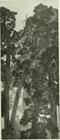 An illustration from Studio international (1893)