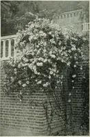 Picture 276 of 356 from Studio international (1893), leaf 273