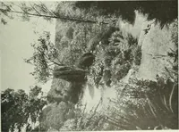 An illustration from Studio international (1893)