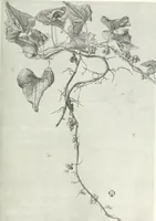 An illustration from Studio international (1893)