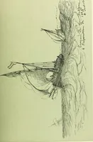 An illustration from Studio international (1893)