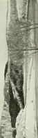 An illustration from Studio international (1893)