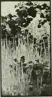 An illustration from Studio international (1893)