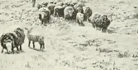 An illustration from Studio international (1893)