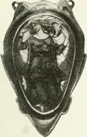 An illustration from Studio international (1893)