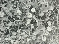 An illustration from Studio international (1893)