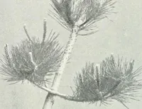 An illustration from Studio international (1893)