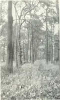 An illustration from Studio international (1893)