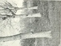 An illustration from Studio international (1893)