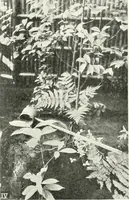 Picture 299 of 409 from Studio international (1893), leaf 286