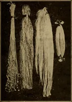An illustration from Study of fabrics (1918)