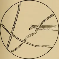 Picture 26 of 26 from Study of fabrics (1918), leaf 110