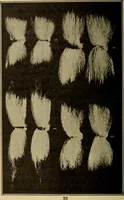 Picture 4 of 26 from Study of fabrics (1918), leaf 23