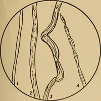 An illustration from Study of fabrics (1918)