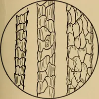 Picture 7 of 26 from Study of fabrics (1918), leaf 44