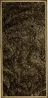 An illustration from Study of fabrics (1918)