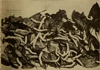 Picture 17 of 26 from Study of fabrics (1918), leaf 80