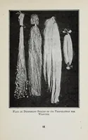 An illustration from Study of fabrics (1918)