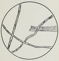An illustration from Study of fabrics (1918)