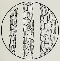 An illustration from Study of fabrics (1918)