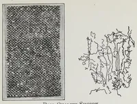 Picture 10 of 19 from Study of fabrics (1918), leaf 59
