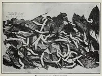 Picture 12 of 19 from Study of fabrics (1918), leaf 81