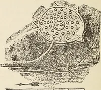 An illustration from A study of the houses of the American aborigines; with suggestions for the exploration of the ruins in New Mexico, Arizona, the valley of the San Juan, and in Yucatan and Central America, under the auspices of the Archæological institute (1880)