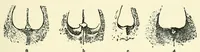 An illustration from The study of man (1908)