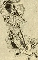 An illustration from A study of the sky (1896)