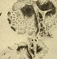 An illustration from A study of the sky (1896)