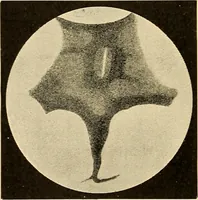 An illustration from A study of the sky (1896)
