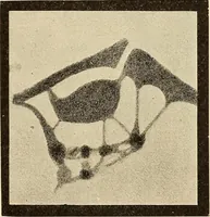 An illustration from A study of the sky (1896)