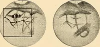 An illustration from A study of the sky (1896)