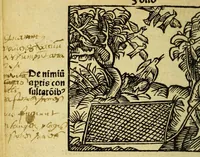 An illustration from Stultifera nauis : Narrago[n]ie profectionis nunq[uam] satis laudata nauis
