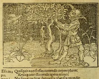An illustration from Stultifera nauis : Narragonice p[ro]fectio[n]is nunq[uam] satis laudata nauis.