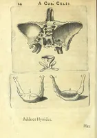 Picture 36 of 43 from Succenturiatus anatomicus : continens commentaria in Hippocratem : De capitis vulneribus : (1616), leaf 330