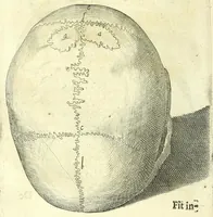 Picture 9 of 43 from Succenturiatus anatomicus : continens commentaria in Hippocratem : De capitis vulneribus : (1616), leaf 50