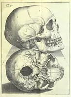 An illustration from Succenturiatus anatomicus : continens commentaria in Hippocratem : De capitis vulneribus : (1616)