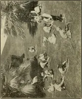 An illustration from A suggestive state course of study for kindergarten-primary grades, submitted at the request of the county and city superintendents of schools (1922)