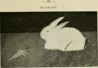 An illustration from A suggestive state course of study for kindergarten-primary grades, submitted at the request of the county and city superintendents of schools (1922)