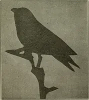 An illustration from A suggestive state course of study for kindergarten-primary grades, submitted at the request of the county and city superintendents of schools (1922)