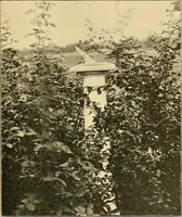Picture 147 of 254 from Sun dials and roses of yesterday; garden delights which are here displayed in every truth and are moreover regarded as emblems (1902), leaf 326