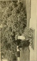 An illustration from Sun dials and roses of yesterday; garden delights which are here displayed in every truth and are moreover regarded as emblems (1902)