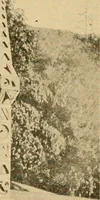 Picture 6 of 254 from Sun dials and roses of yesterday; garden delights which are here displayed in every truth and are moreover regarded as emblems (1902), leaf 35