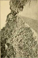 Picture 185 of 254 from Sun dials and roses of yesterday; garden delights which are here displayed in every truth and are moreover regarded as emblems (1902), leaf 400