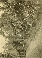 Picture 186 of 254 from Sun dials and roses of yesterday; garden delights which are here displayed in every truth and are moreover regarded as emblems (1902), leaf 406