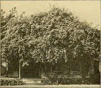An illustration from Sun dials and roses of yesterday; garden delights which are here displayed in every truth and are moreover regarded as emblems (1902)