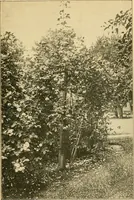 Picture 189 of 254 from Sun dials and roses of yesterday; garden delights which are here displayed in every truth and are moreover regarded as emblems (1902), leaf 418